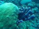 gal/Bonaire 2006/_thb_BlueSponges5x3.jpg